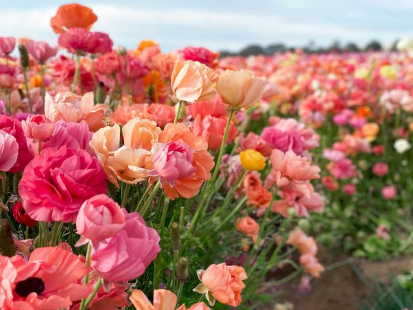 A vibrant field of multi-colored roses stretches to the horizon, with pinks, oranges, and reds under a partly cloudy sky.